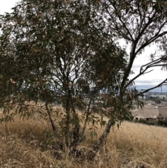 Eucalyptus leucoxylon (Yellow Gum) at Red Hill to Yarralumla Creek - 23 Jun 2021 by ruthkerruish
