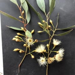 Eucalyptus leucoxylon at Hughes, ACT - 23 Jun 2021