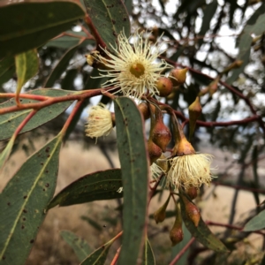 Eucalyptus leucoxylon at Hughes, ACT - 23 Jun 2021