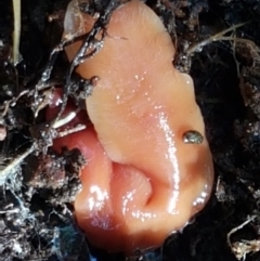 Australoplana alba (A flatworm) at Weetangera, ACT - 28 Jun 2021 by trevorpreston