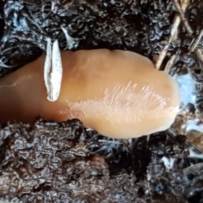 Australoplana alba (A flatworm) at Weetangera, ACT - 28 Jun 2021 by trevorpreston