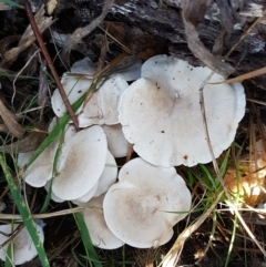 Clitocybe s. l. at Weetangera, ACT - 28 Jun 2021 by tpreston