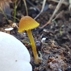 Hygrocybe sp. (Hygrocybe) at The Pinnacle - 28 Jun 2021 by tpreston