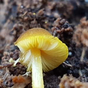 Hygrocybe sp. at Weetangera, ACT - 28 Jun 2021 11:34 AM