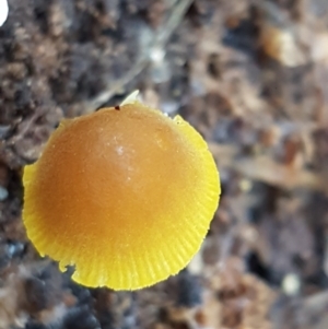 Hygrocybe sp. at Weetangera, ACT - 28 Jun 2021