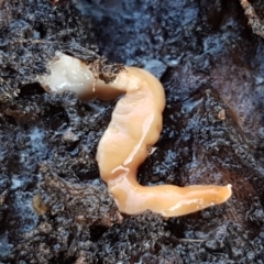 Australoplana alba (A flatworm) at Weetangera, ACT - 28 Jun 2021 by tpreston