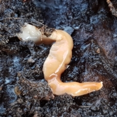 Australoplana alba (A flatworm) at The Pinnacle - 28 Jun 2021 by tpreston