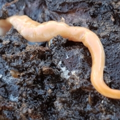 Australoplana alba at Weetangera, ACT - 28 Jun 2021 11:36 AM