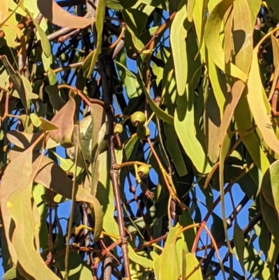 Amyema miquelii (Box Mistletoe) at Albury - 28 Jun 2021 by Darcy