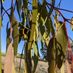 Amyema miquelii at Table Top, NSW - 28 Jun 2021