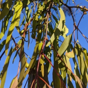 Amyema miquelii at Table Top, NSW - 28 Jun 2021