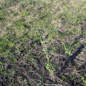 Echium plantagineum at Table Top, NSW - 28 Jun 2021 03:34 PM