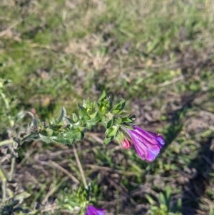 Echium plantagineum at Table Top, NSW - 28 Jun 2021 03:34 PM