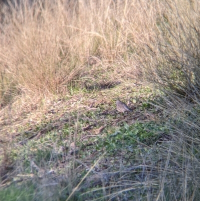 Geopelia placida (Peaceful Dove) at Albury - 28 Jun 2021 by Darcy