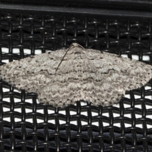 Psilosticha absorpta at Higgins, ACT - 23 Jun 2021