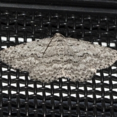 Psilosticha absorpta (Fine-waved Bark Moth) at Higgins, ACT - 22 Jun 2021 by AlisonMilton