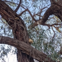 Laetiporus portentosus (White Punk) at Albury - 28 Jun 2021 by Darcy