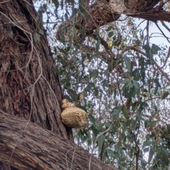 Laetiporus portentosus at Table Top, NSW - 28 Jun 2021