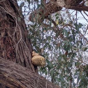 Laetiporus portentosus at Table Top, NSW - 28 Jun 2021