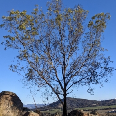 Acacia rubida (Red-stemmed Wattle, Red-leaved Wattle) at Albury - 28 Jun 2021 by Darcy