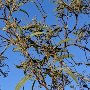 Acacia rubida at Table Top, NSW - 28 Jun 2021 03:44 PM