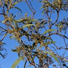 Acacia rubida at Table Top, NSW - 28 Jun 2021