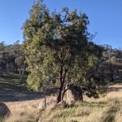 Acacia rubida (Red-stemmed Wattle, Red-leaved Wattle) at Table Top, NSW - 28 Jun 2021 by Darcy