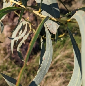 Acacia rubida at Table Top, NSW - 28 Jun 2021 03:49 PM
