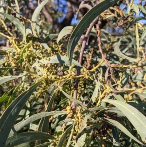 Acacia rubida at Table Top, NSW - 28 Jun 2021 03:49 PM