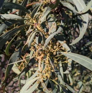 Acacia rubida at Table Top, NSW - 28 Jun 2021 03:49 PM
