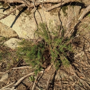 Xerochrysum viscosum at Table Top, NSW - 28 Jun 2021 03:51 PM