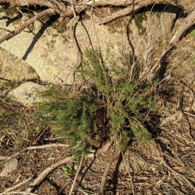 Xerochrysum viscosum (Sticky Everlasting) at Table Top, NSW - 28 Jun 2021 by Darcy