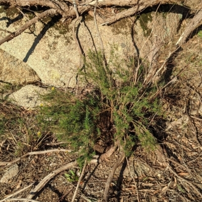 Xerochrysum viscosum (Sticky Everlasting) at Albury - 28 Jun 2021 by Darcy