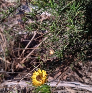 Xerochrysum viscosum at Table Top, NSW - 28 Jun 2021 03:51 PM