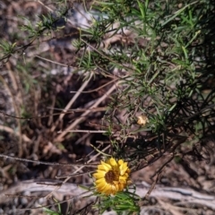 Xerochrysum viscosum at Table Top, NSW - 28 Jun 2021 03:51 PM