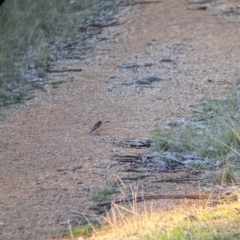 Petroica phoenicea (Flame Robin) at 9 Mile Hill TSR - 28 Jun 2021 by Darcy