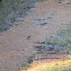 Petroica phoenicea (Flame Robin) at Albury - 28 Jun 2021 by Darcy