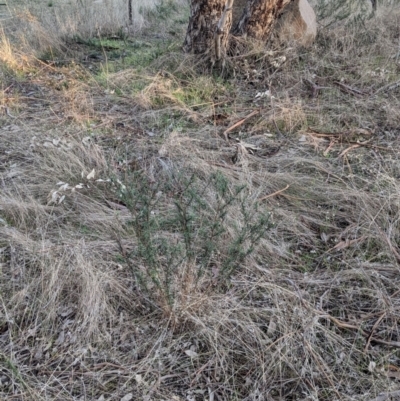 Xerochrysum viscosum (Sticky Everlasting) at Albury - 28 Jun 2021 by Darcy