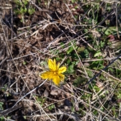 Hypochaeris radicata (Cat's Ear, Flatweed) at 9 Mile Hill TSR - 28 Jun 2021 by Darcy