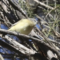 Acanthiza chrysorrhoa (Yellow-rumped Thornbill) at Higgins, ACT - 27 Jun 2021 by AlisonMilton