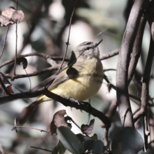 Acanthiza chrysorrhoa at Higgins, ACT - 27 Jun 2021