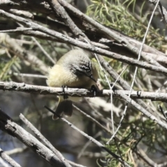 Acanthiza chrysorrhoa at Higgins, ACT - 27 Jun 2021