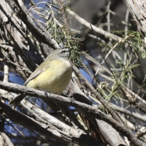 Acanthiza chrysorrhoa at Higgins, ACT - 27 Jun 2021