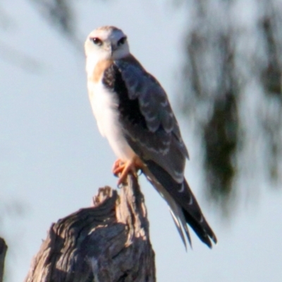 Elanus axillaris (Black-shouldered Kite) at Springdale Heights, NSW - 28 Jun 2021 by PaulF