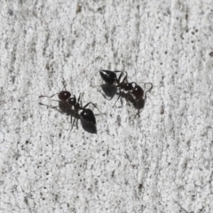 Crematogaster sp. (genus) (Acrobat ant, Cocktail ant) at Higgins, ACT - 27 Jun 2021 by AlisonMilton