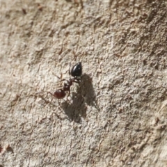 Crematogaster sp. (genus) at Higgins, ACT - 27 Jun 2021