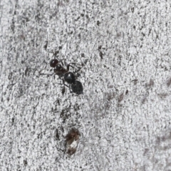 Crematogaster sp. (genus) at Higgins, ACT - 27 Jun 2021 12:33 PM