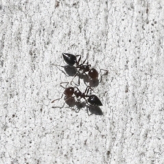 Crematogaster sp. (genus) at Higgins, ACT - 27 Jun 2021