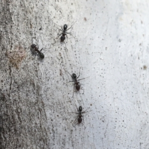 Iridomyrmex sp. (genus) at Higgins, ACT - 27 Jun 2021