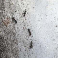Iridomyrmex sp. (genus) (Ant) at Higgins, ACT - 27 Jun 2021 by AlisonMilton